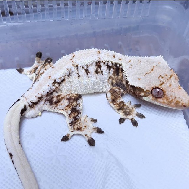 Normal Extreme Harlequin Drippy Solid Back Tri