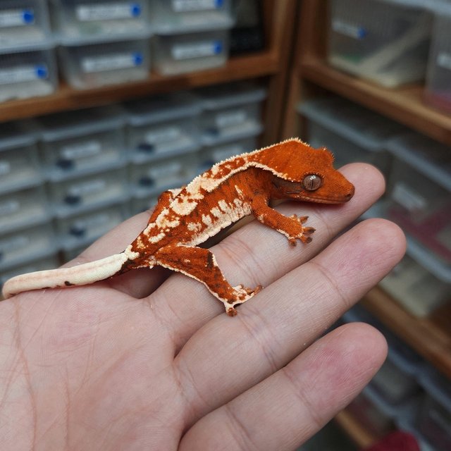 Normal Tri Extreme Harlequin Tangerine