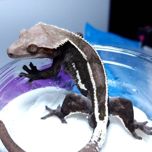 Axanthic Quad Pinstripe