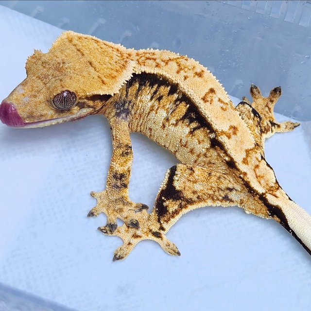 Normal Quad Drippy Pinstripe