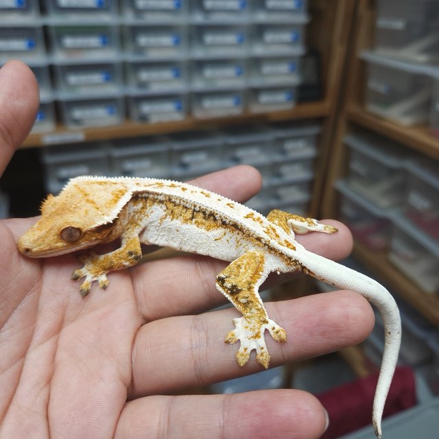 Normal Tri Extreme Harlequin