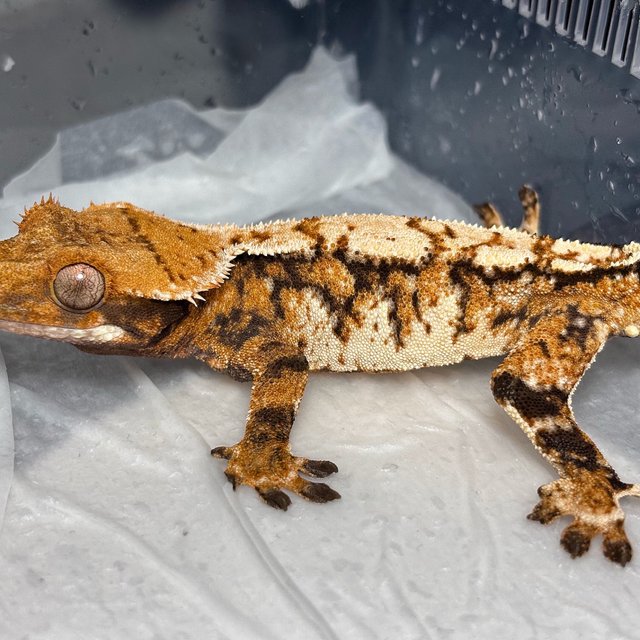 Tri Normal Tangerine Extreme Harlequin
