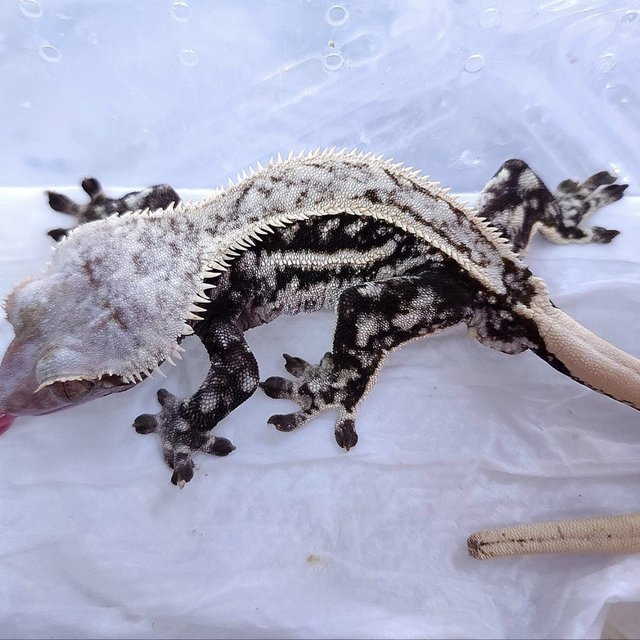 Normal Pinstripe Quad Drippy
