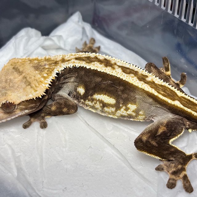 Full Pinstripe Super Stripe Empty Back Quad Normal