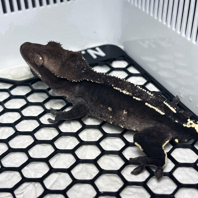 Axanthic