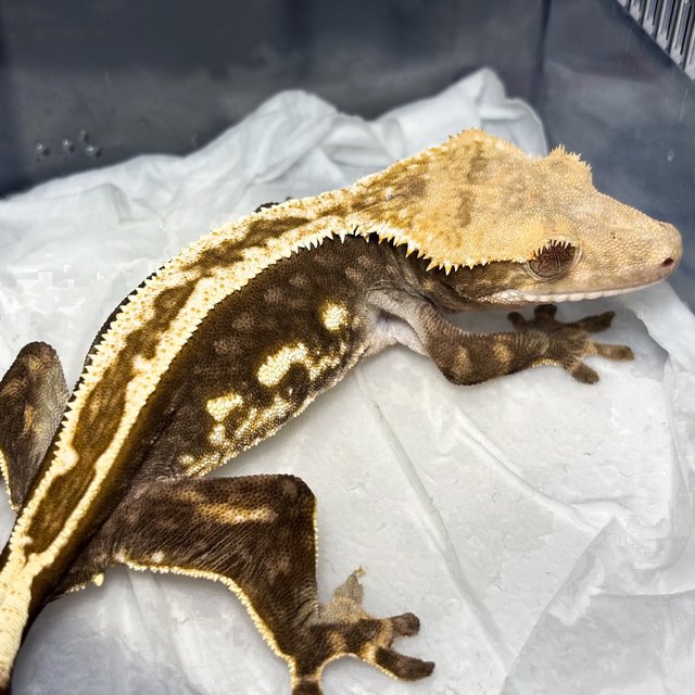 Full Pinstripe Super Stripe Empty Back Quad Normal