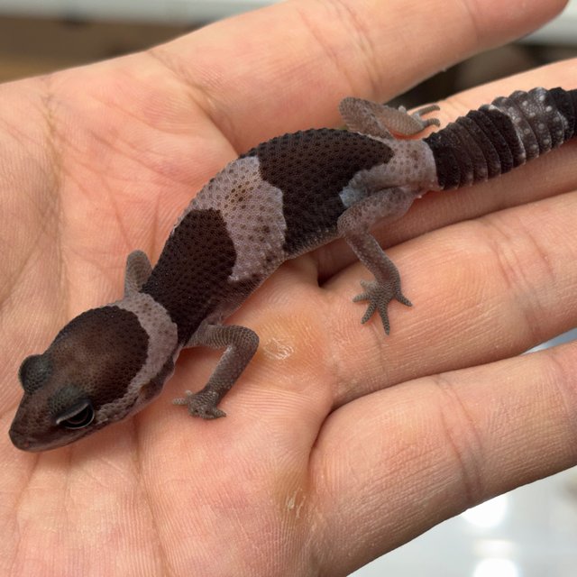 Oreo Het Ghost