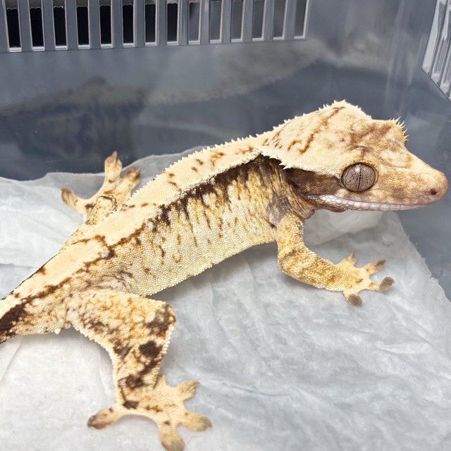 Normal Tri Extreme Harlequin White Spot