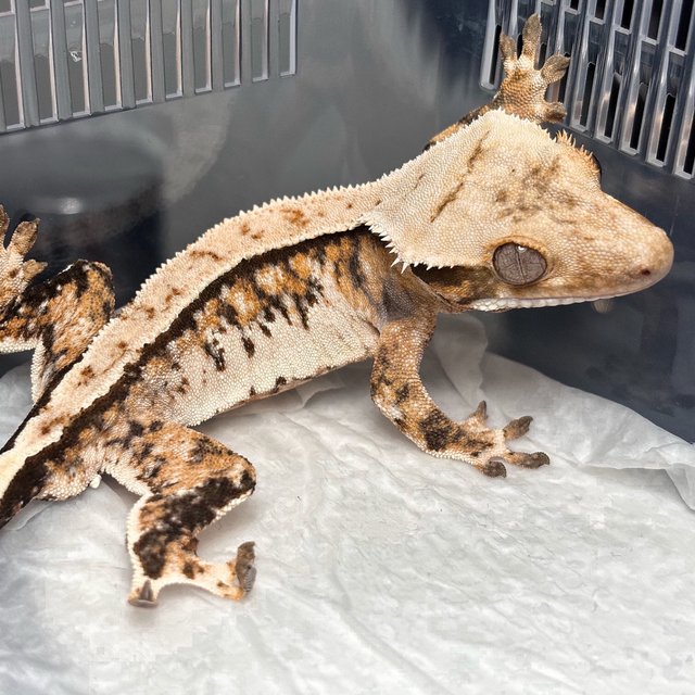 Normal Tri Extreme Harlequin