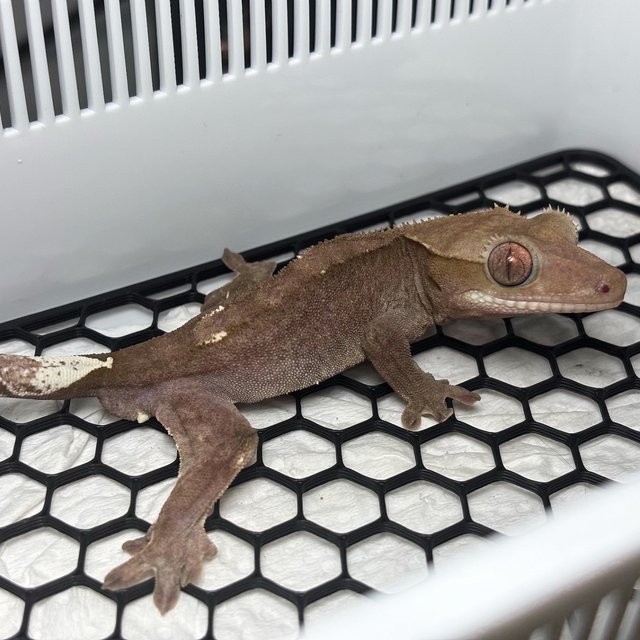 Axanthic