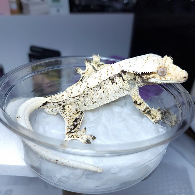 Normal Drippy Extreme Harlequin Tri White Spot