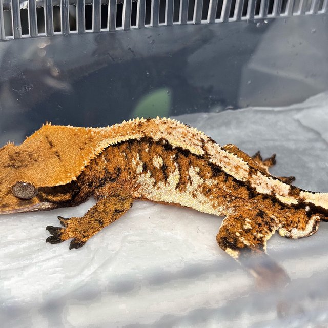 Extreme Harlequin Tangerine Tri Normal