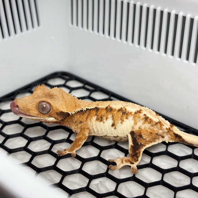 Normal Tri Extreme Harlequin