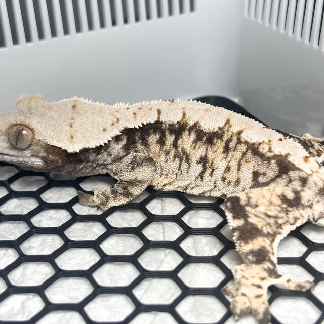 White Spot Normal Tri
