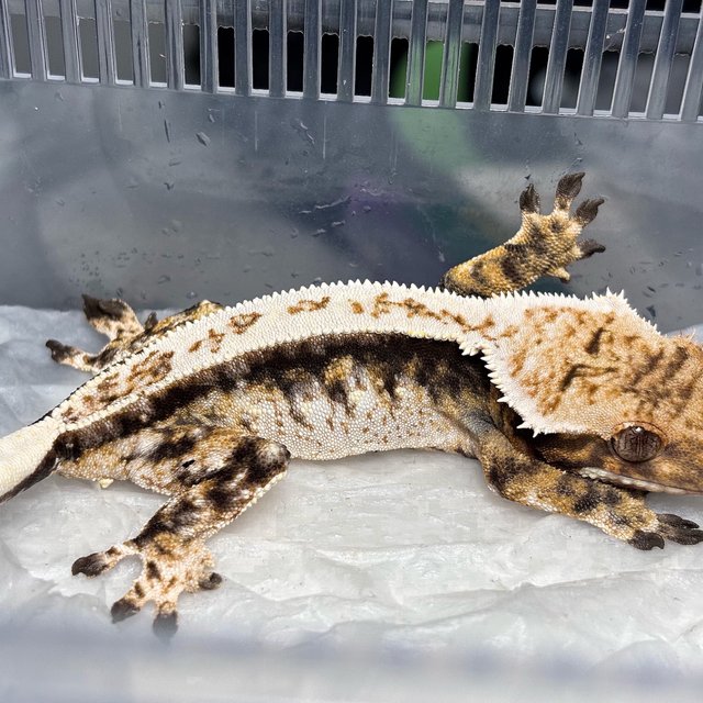 Normal Tri Pinstripe White Crown White Spot