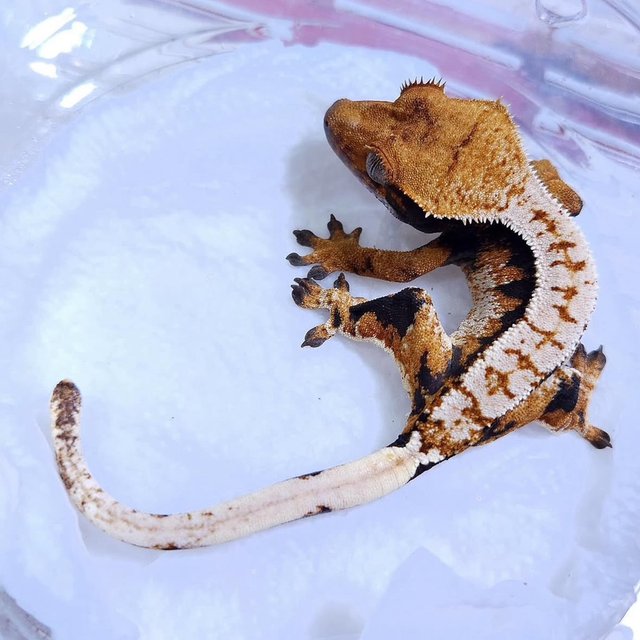 Normal Tri Extreme Harlequin
