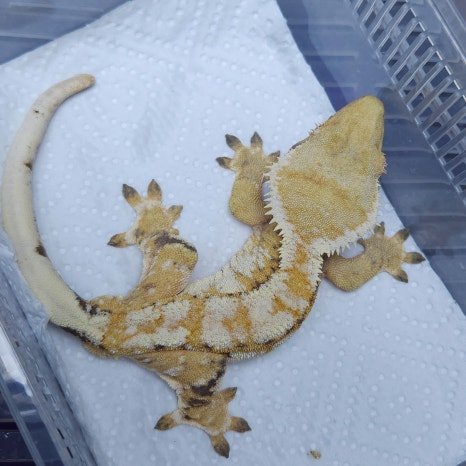 Tri White Crown Normal Extreme Harlequin