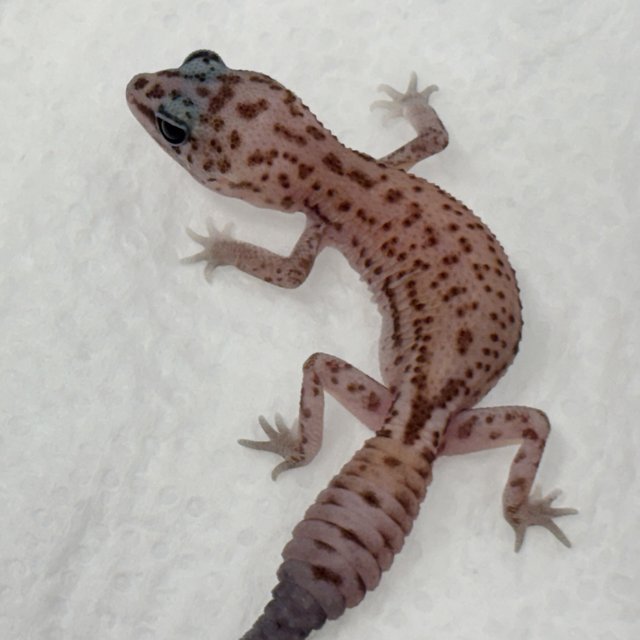 White Out Oreo Patternless