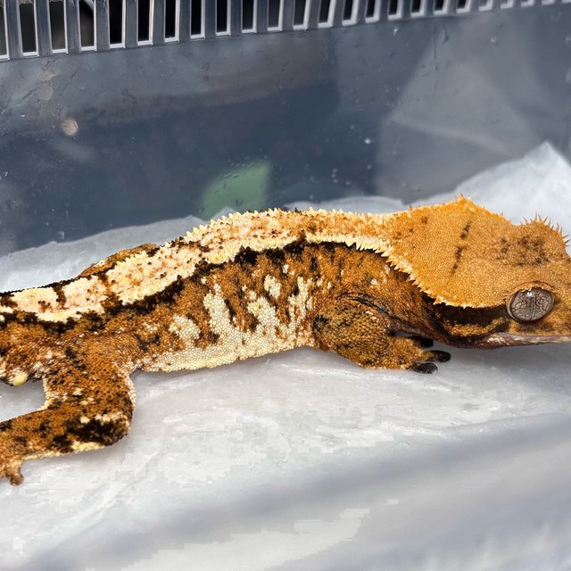 Extreme Harlequin Tangerine Tri Normal