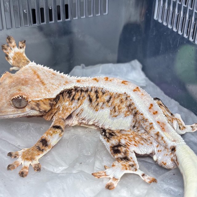Lilly White Tri Tangerine