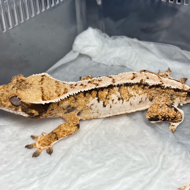 Normal Tri Extreme Harlequin