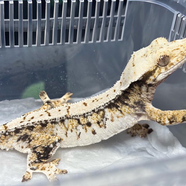 Normal Tri Extreme Harlequin