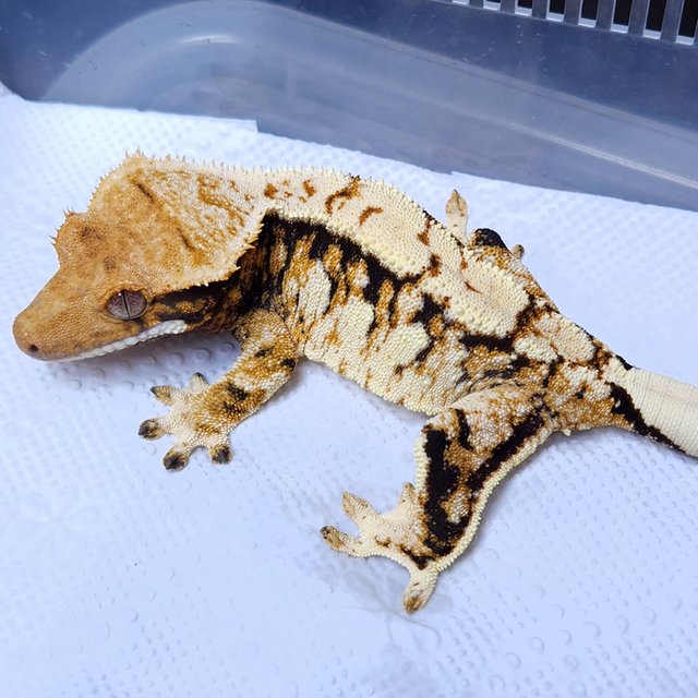 Normal Tri Extreme Harlequin Tangerine