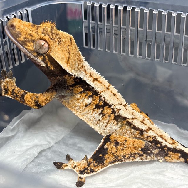 Normal Tri Extreme Harlequin Tangerine