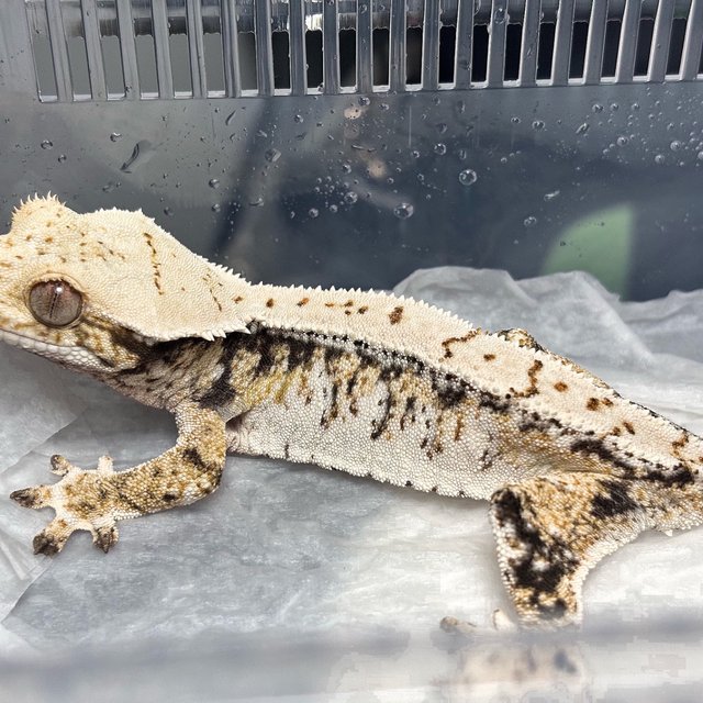 Normal Tri Extreme Harlequin