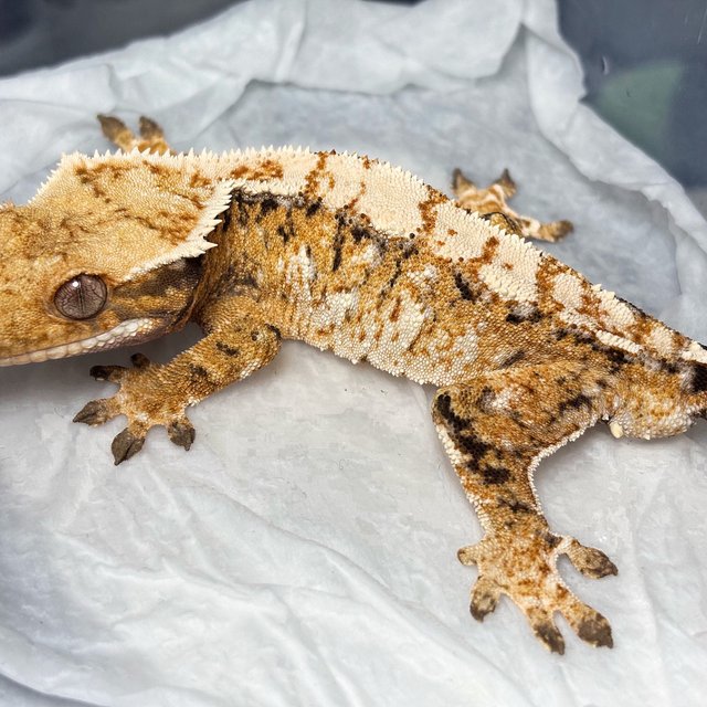 Normal Tri Extreme Harlequin Tangerine