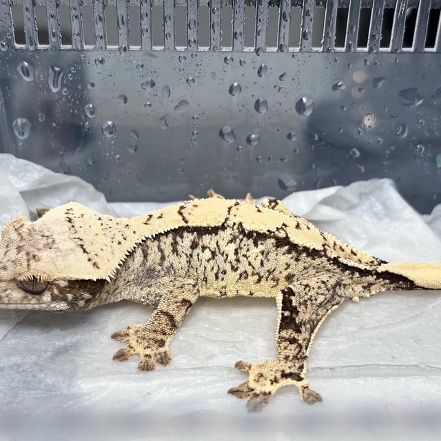 Normal Tri Extreme Harlequin White Spot