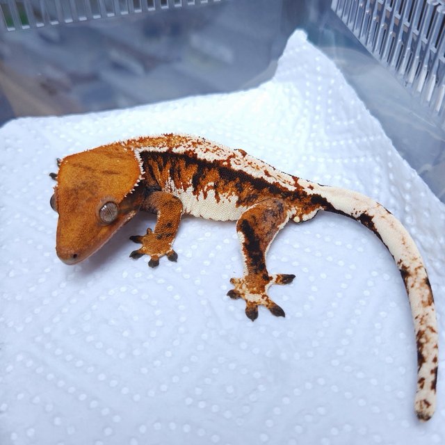 Normal Extreme Harlequin Tri