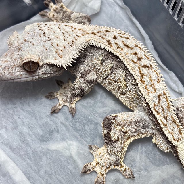 Quad Drippy White Pin Full Pinstripe Normal White Spot