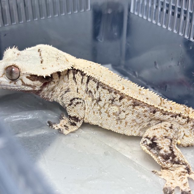 Normal Tri Extreme Harlequin White Spot White Crown