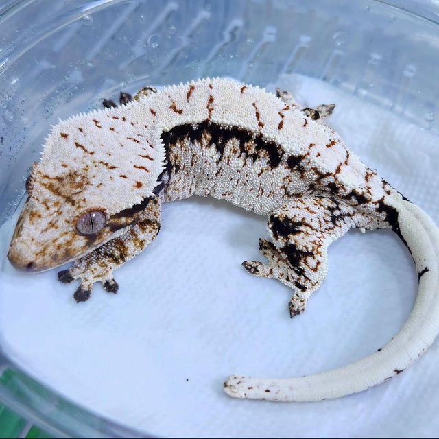 Normal Tri Extreme Harlequin Drippy White Spot