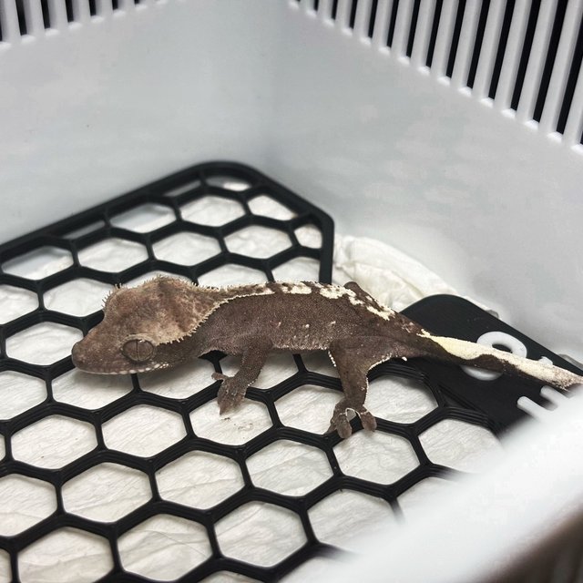 Axanthic