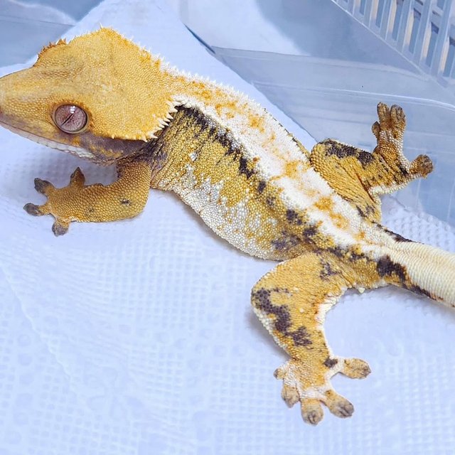 Normal Tri Extreme Harlequin