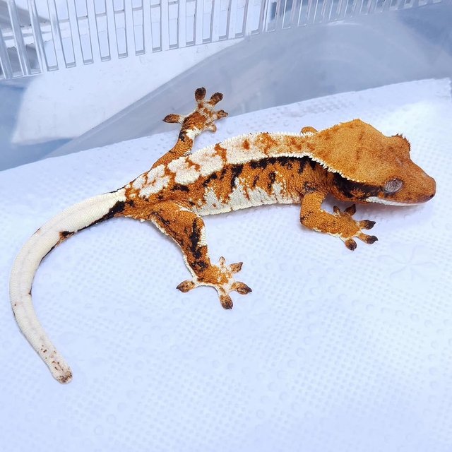 Normal Tri Extreme Harlequin Tangerine
