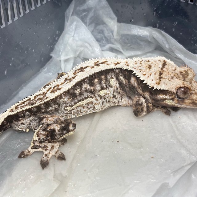 Normal Quad Full Pinstripe White Spot