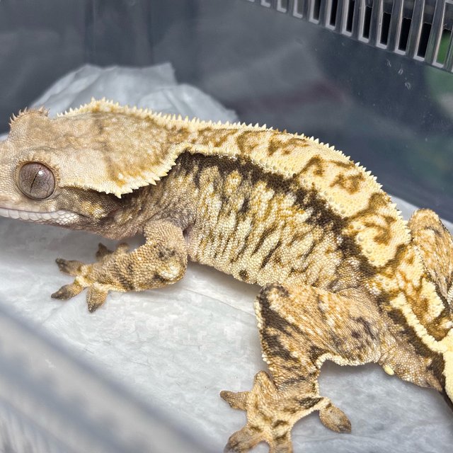 Normal Tri Extreme Harlequin White Crown White Spot
