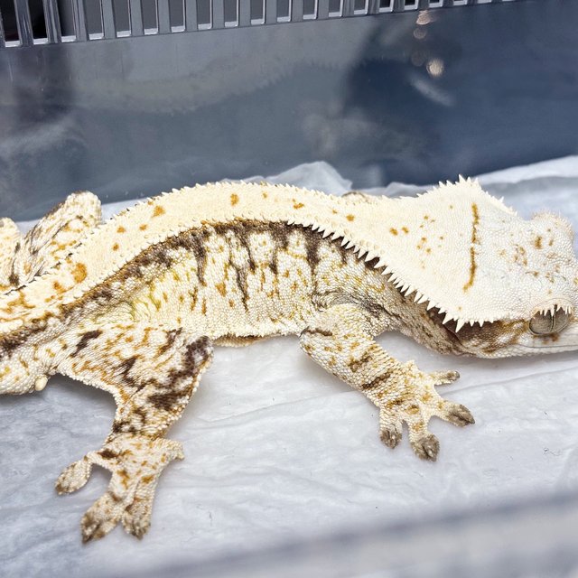 Normal Tri Drippy Extreme Harlequin