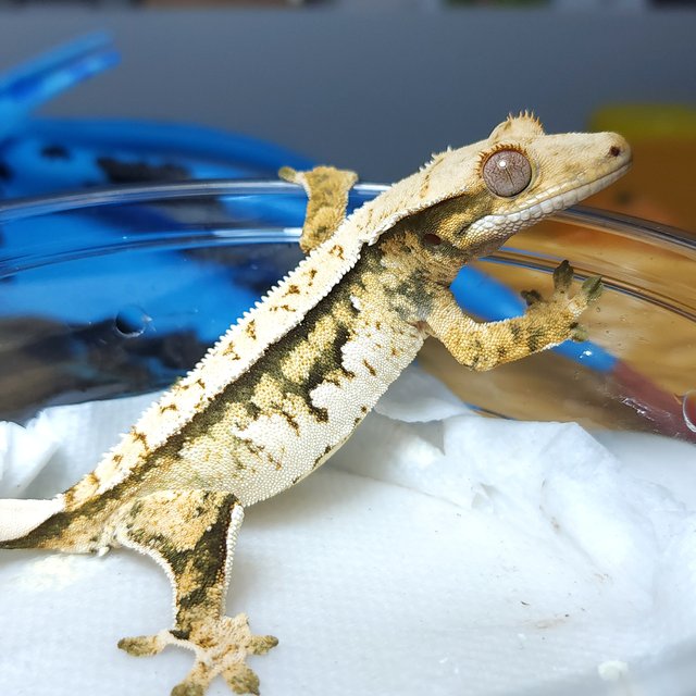 노멀 트라이 핀스트라이프 익스트림할리퀸