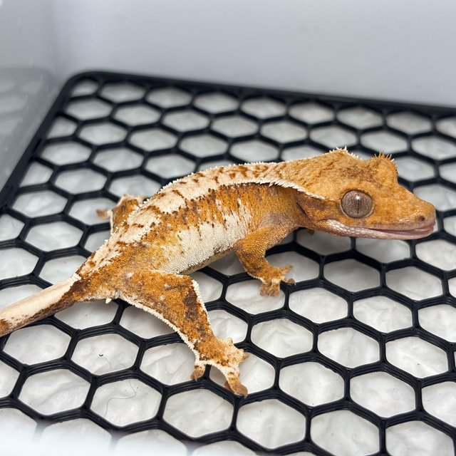Normal Tri Extreme Harlequin Tangerine