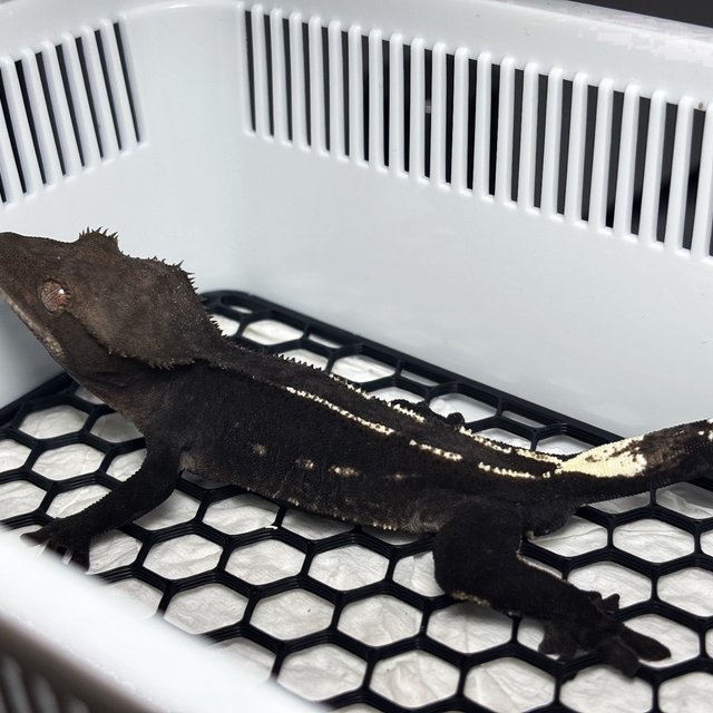 Axanthic