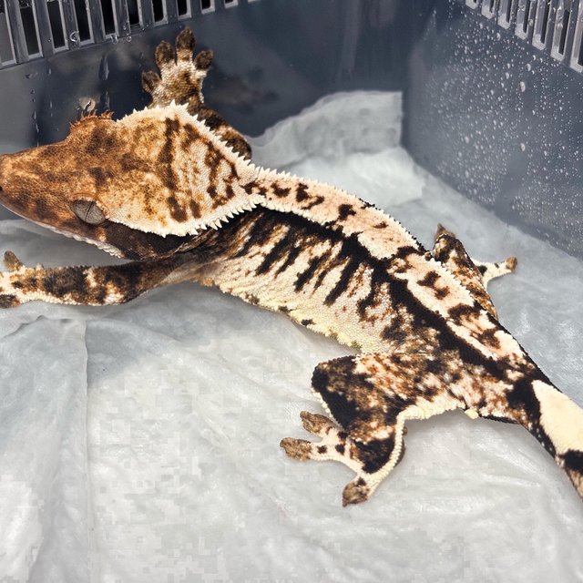 Normal Tri Extreme Harlequin
