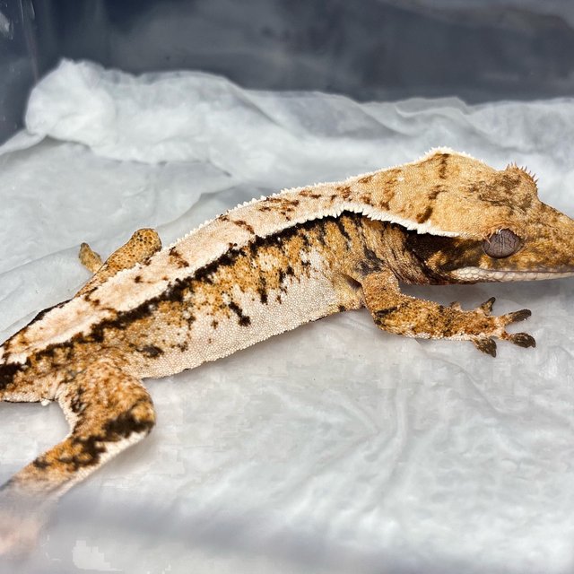 Normal Tri Extreme Harlequin