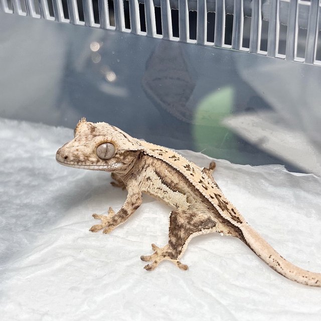 Quad 100% Het Axanthic Full Pinstripe Tri Normal