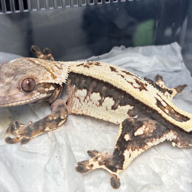 Sable Full Pinstripe Quad