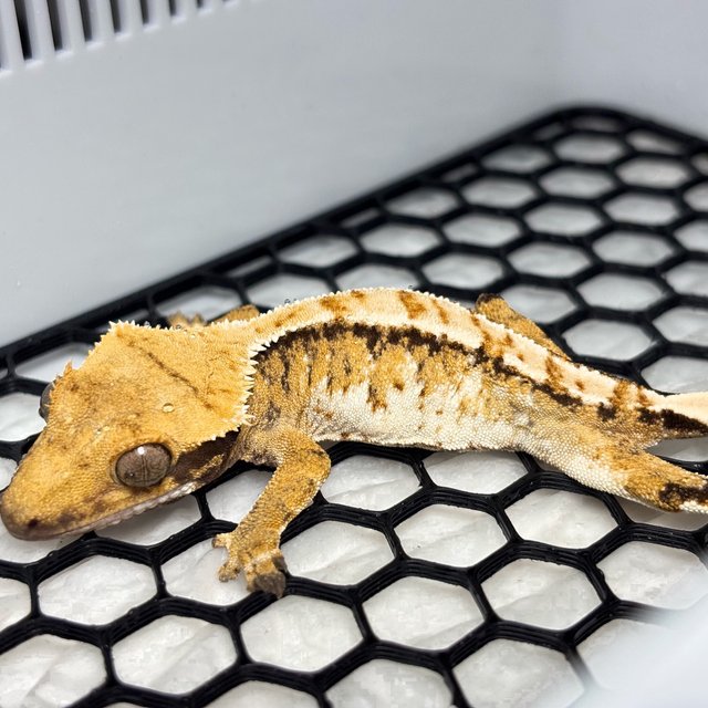 Normal Tri Extreme Harlequin
