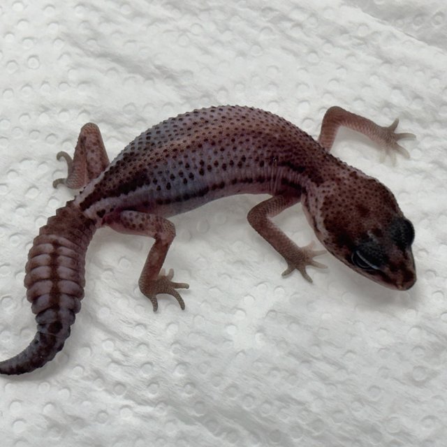 Patternless Oreo